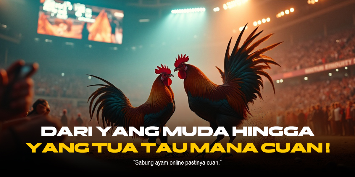 Mengenal Jenis Ayam Aduan Populer di SV388 Sabung Ayam